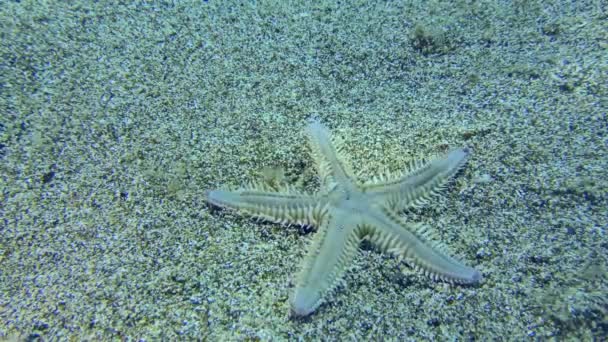Estrella de mar de arena en un fondo marino arenoso. — Vídeos de Stock