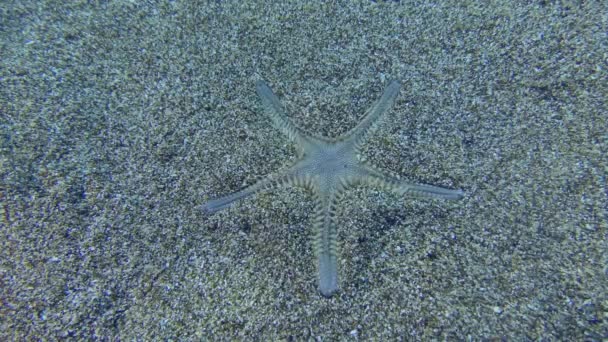 Arenosa estrella de mar entierra en un fondo arenoso. — Vídeo de stock