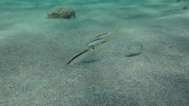 Взаємний симбіоз деяких видів риб . — стокове відео