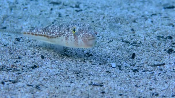 Yellowspotted Puffer on the sandy seabed. — Stock Video