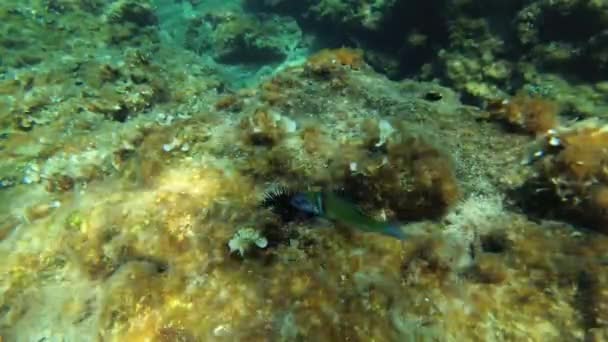 Rainbow wrasse on the seabed. — Stock Video
