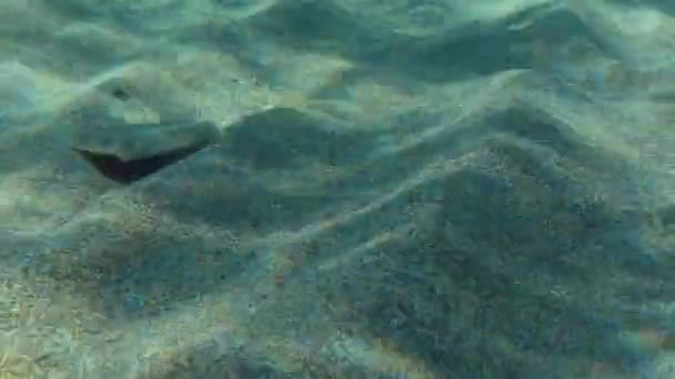 Platija de ojos anchos en el fondo marino arenoso. — Vídeos de Stock