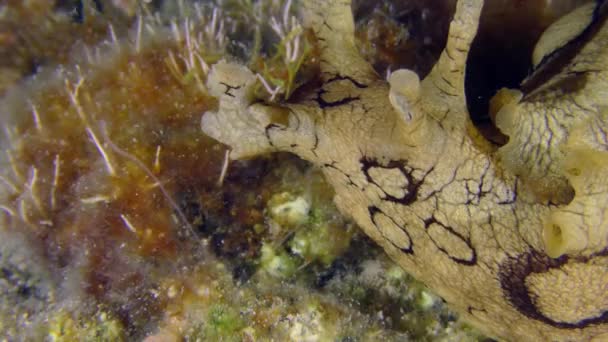 Gespot Seahare portret op de zeebodem. — Stockvideo