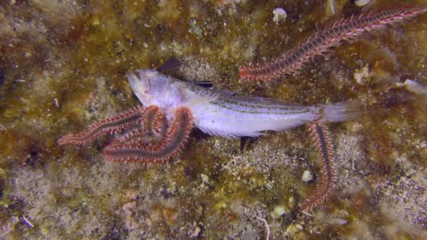 Ogromna liczba Fireworms zjada martwe ryby na dnie morza. — Wideo stockowe