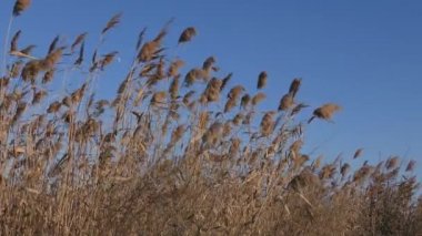 Olgun kamış tohumlarına sahip bir ırk.
