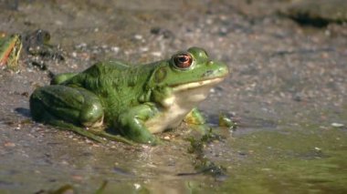 Sıçrama bölgesinde kumlu bir sahilde Avrasya bataklık kurbağası.