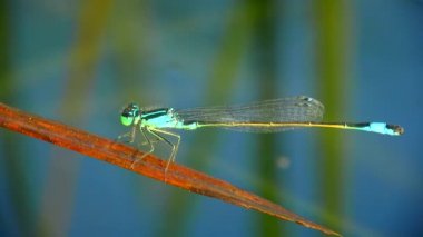 Bir su bitkisinin yaprağında küçük hanım sineği, yakın plan..
