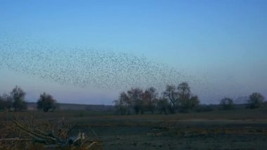 Sığırcıklar göç sırasında büyük sürüler halinde toplanır..