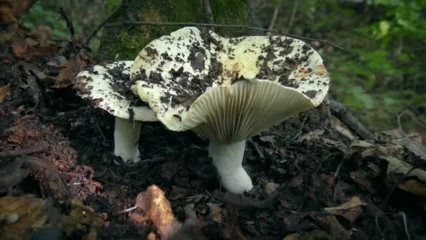 Granulométrie blanche-lait sur fond de couverture morte. — Video