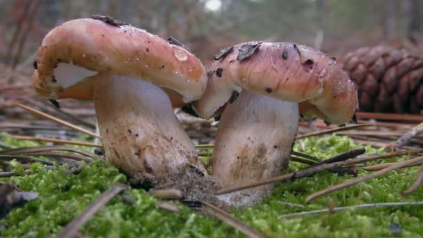 Tricholoma-Pilz vor dem Hintergrund eines Kiefernwaldes. — Stockvideo