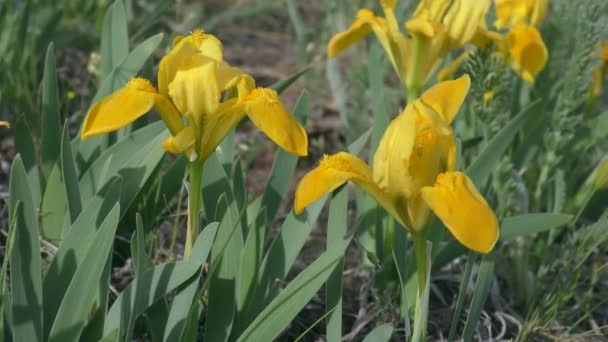 Two orange-yellow flowers Pygmy iris or Dwarf iris. — Stock Video