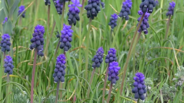 Niebieskie kwiaty winogron hiacynt na tle trawy. — Wideo stockowe