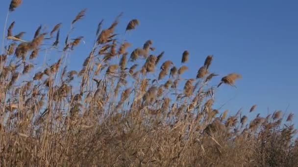 A racemes with mature seeds of Common reed. — Stock videók