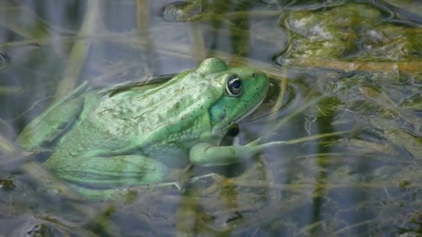 Grenouille comestible est un hybride entre Grenouille des marais et Grenouille des marais. — Video