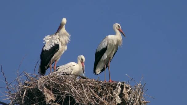 Flera vita storkfåglar på boet. — Stockvideo