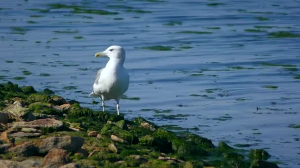 Common Gull on the shores covered with algae. — Stock Video