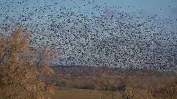 Eurasie étourneau rassemble en énormes troupeaux pendant les migrations. — Video