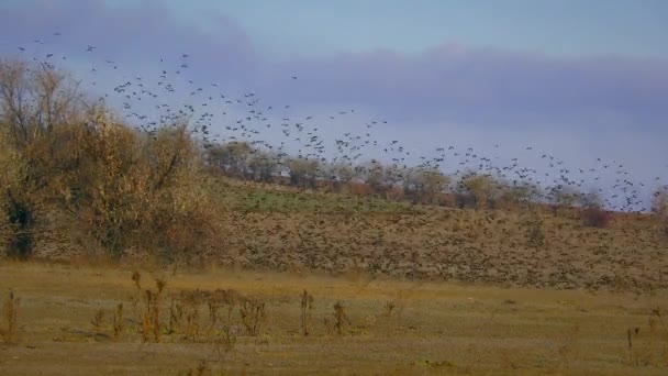 Engelsk starling samlas i stora flockar under flyttningar. — Stockvideo