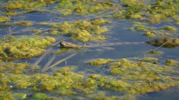 Kostky vodní had v pobřežní vodě. — Stock video
