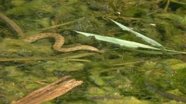 Serpiente de agua viperina en el agua costera. — Vídeo de stock