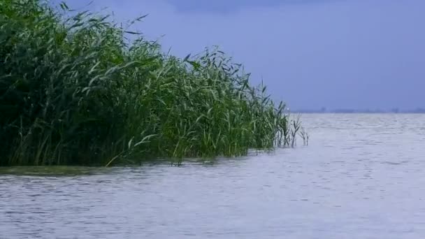 Danube Delta: Common reed plants on the Black Sea coast. — Stock Video