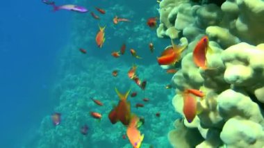 Bir Lyretail Anthias okulu mercan resifinin arka planına karşı.