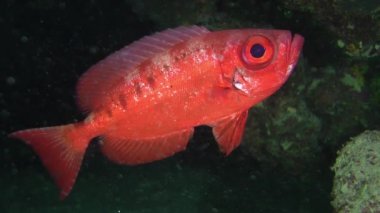 Mercan resifinin yanındaki gözlük..