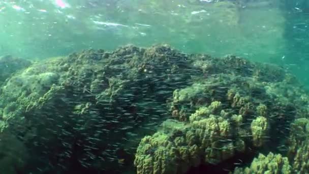 Ένα μεγάλο κοπάδι από μικρά ψάρια μπροστά από έναν κοραλλιογενή ύφαλο.. — Αρχείο Βίντεο
