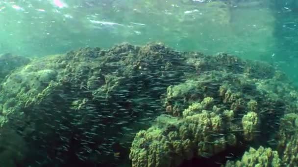 Una gran escuela de peces pequeños frente a un arrecife de coral. — Vídeos de Stock