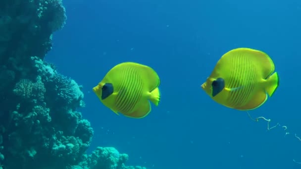 Ένα ζευγάρι φωτεινό κίτρινο butterflyfish στο φόντο ενός κοραλλιογενή ύφαλο. — Αρχείο Βίντεο