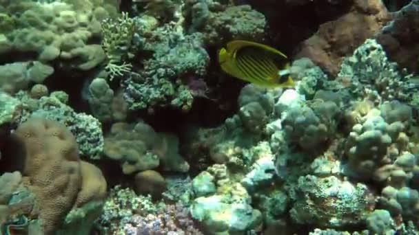 Pez mariposa diagonal sobre un arrecife de coral. — Vídeos de Stock