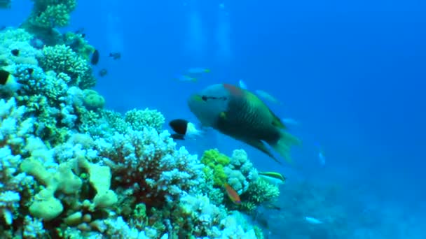 Ljusa Sling-käken wrasse på bakgrunden av ett korallrev. — Stockvideo