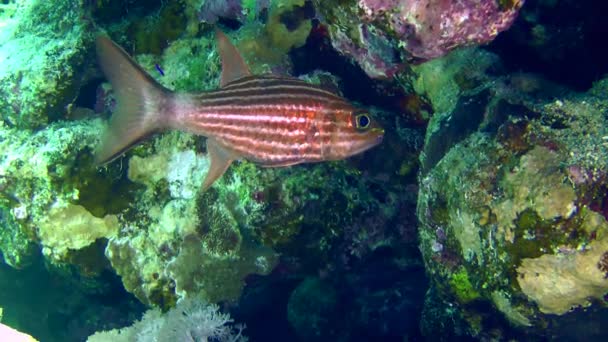 Tiger cardinal in a coral reef crevice. — Stock Video