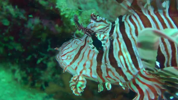 Pez león común sobre el fondo del arrecife de coral. — Vídeo de stock