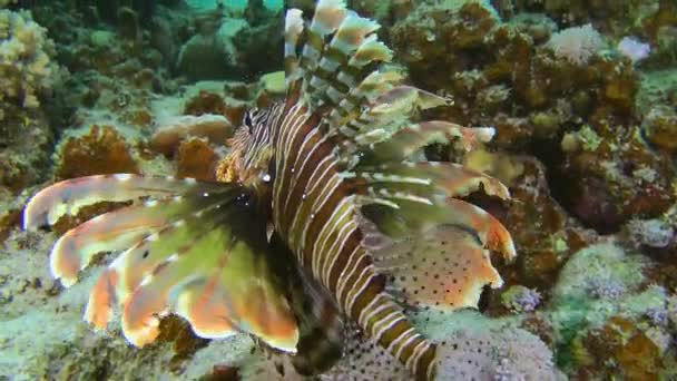 Red lionfish near coral reef. — Stock Video