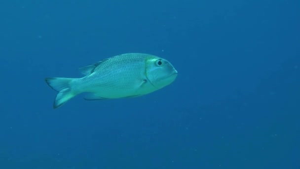 Humpnose big-eye brasem tegen de achtergrond van een blauw water. — Stockvideo