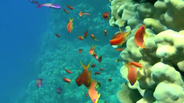 Una escuela de Lyretail Anthias contra un telón de fondo de arrecife de coral. — Vídeo de stock