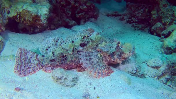 Escorpión de pequeña escala en el fondo marino. — Vídeos de Stock