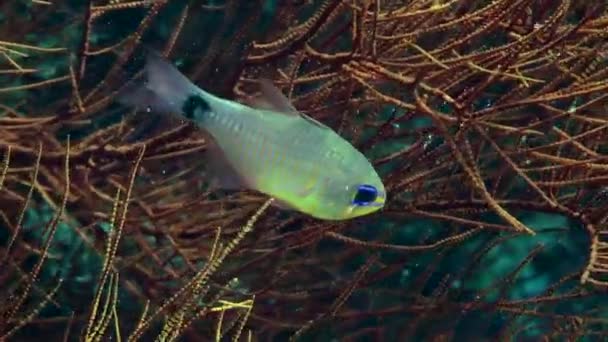 Pesce cardinale oranellato di fronte a un corallo gorgoniano. — Video Stock