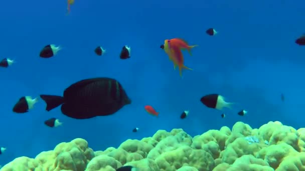 Kızıl Deniz Denizcisi Tang, mercan resifinin yanında.. — Stok video