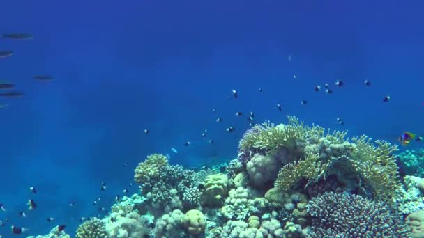 Uno stormo di Suez Fucilieri dai colori vivaci contro una barriera corallina. — Video Stock