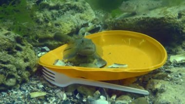 Okyanusun plastik kirliliği: Deniz tabanındaki plastik atıklar arasında goby balığı.
