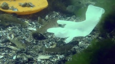 Göletin plastik kirliliği: Deniz tabanındaki plastik atıklar arasında goby balığı.