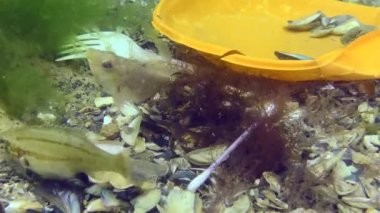 Denizin plastik kirliliği: deniz tabanındaki plastik çöplerin arasındaki balık balığı.