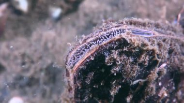 Tatlı su bivalfli Kuğu midyesi (Anodonta).