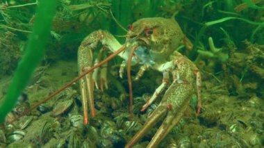 Yeşil su bitkileri arasında Avrupa kerevitleri.