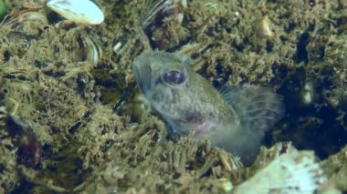 Nehir yatağında yarışçı ya da Goad Goby.