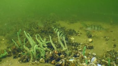 Tatlı su rezervuarının dibinde Avrupa levreği veya Avrasya levreği.