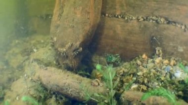 Dinyeper Nehri 'ndeki Kazakların antik ahşap gemisi hakkında arkeolojik araştırma..