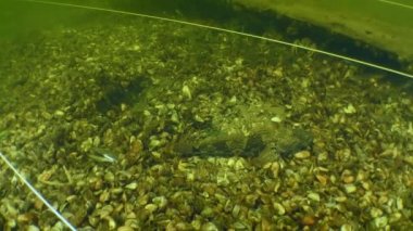 Dinyeper Nehri 'ndeki bir sualtı arkeoloji sahasında yaşayan su canlıları..